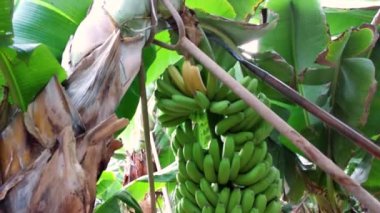 Muz tarlasında muz hasadı. Muz hasadı sırasında çalışanlar.