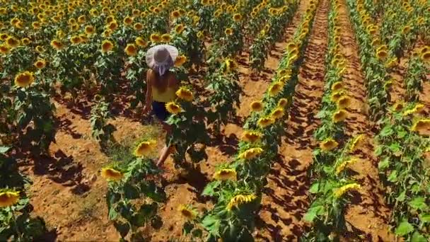 Images aériennes de Femme marchant le long du champ de tournesols. Soleil Brillant en été . 