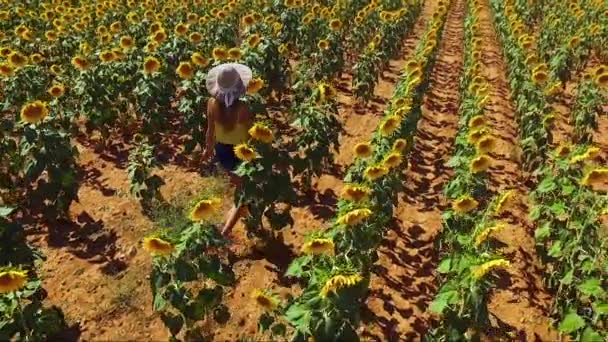 Filmagem aérea de Woman Walking Along Sunflowers Field. Sol brilhando no verão . — Vídeo de Stock