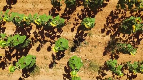 Des images aériennes de drones. Vol au-dessus du champ de tournesol en été . — Video