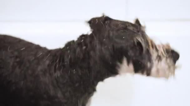 Divertente schnauzer cane spruzzi al rallentatore dopo aver fatto un bagno nel salone di toelettatura del cane . — Video Stock