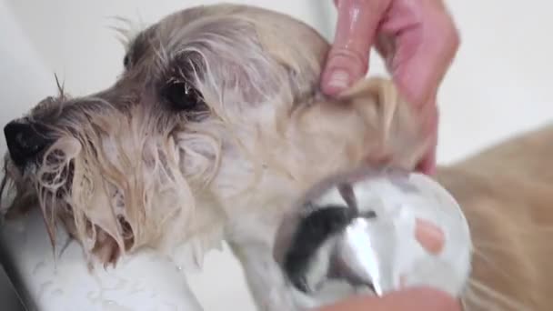 Profesyonel evcil hayvan damat yıkama köpekleri evcil hayvan damat salonunda şampuan ile yüz. Yakın çekim. 