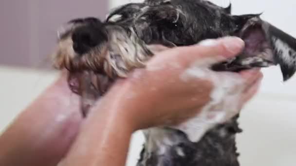 Professional pet groomer washing dogs face with shampoo in pet grooming salon. Close up. — Stock Video