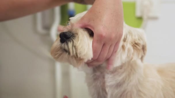 Beautiful dog, close up getting his hair cut by scissors at the groomer salon. — Stock Video