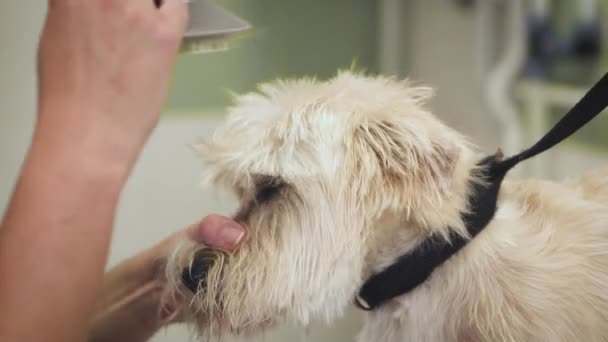 Profissional groomer pentear o cabelo cães com um pente . — Vídeo de Stock