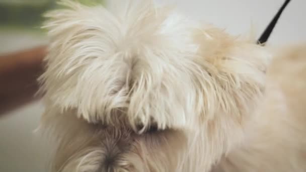 Hond grooming. Huisdier groomer drogen natte hond haar met droger. Slow Motion bij Animal Beauty Salon. — Stockvideo