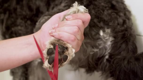 Perro de la pata de aseo. Aseo el pelo de la raza de perro gris Miniatura Schnauzer . — Vídeos de Stock