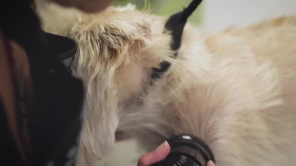 Hund grooming. PET groomer torkning våt hund hår med torktumlare. Slow motion på djur skönhetssalong. — Stockvideo