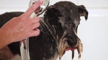 Profesyonel evcil hayvan damat evcil hayvan damat salonunda şampuan ile köpek yıkama. Yakın çekim. 