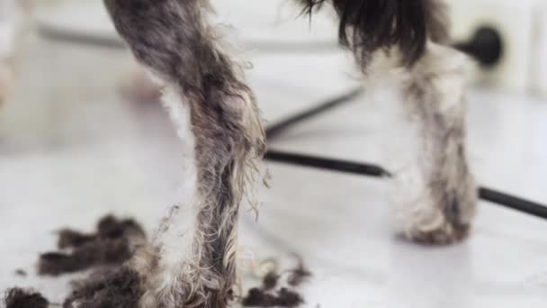 Mulher groomer, aparando o cabelo do cão com medo com clipper. O cão treme de medo. . — Vídeo de Stock