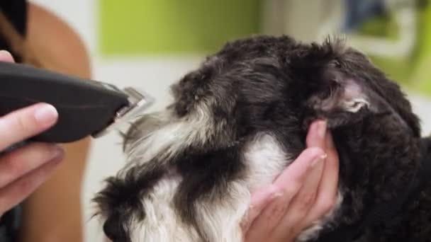 Vrouwelijke groomer trimmen hond haar met Clipper. Vrouw werkt in dierenwinkel. Groomer trimmen hond haar met Clipper. — Stockvideo