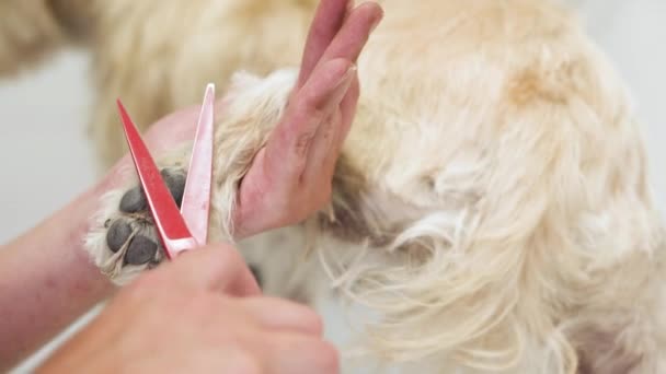 Ápolás Mancs kutya. Szőrtelenítés a haj egy kutya. — Stock videók