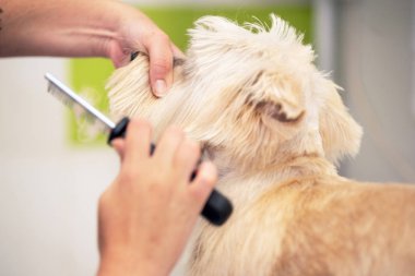 Profesyonel damat bir tarak ile köpeklerin saç tarama.