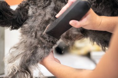 Kadın damat, clipper ile schnauzer köpek saç kırpma.