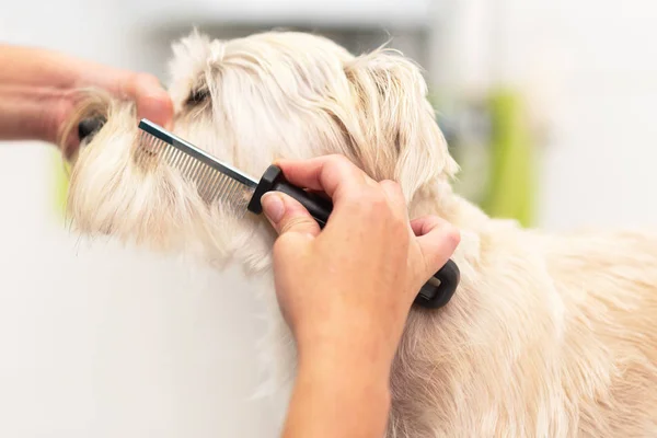 Профессиональный парикмахер расчесывает собак расческой . — стоковое фото