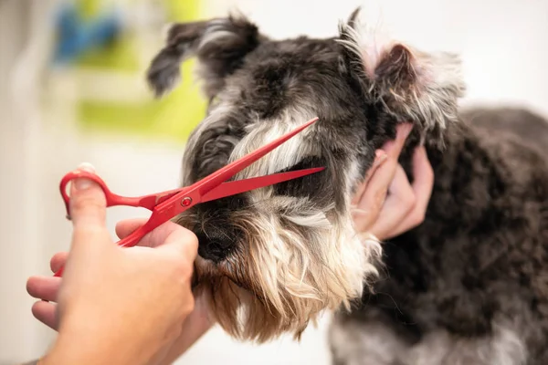 Schnauzer dog, close up getting his hair cut by scissors at the groomer salon.