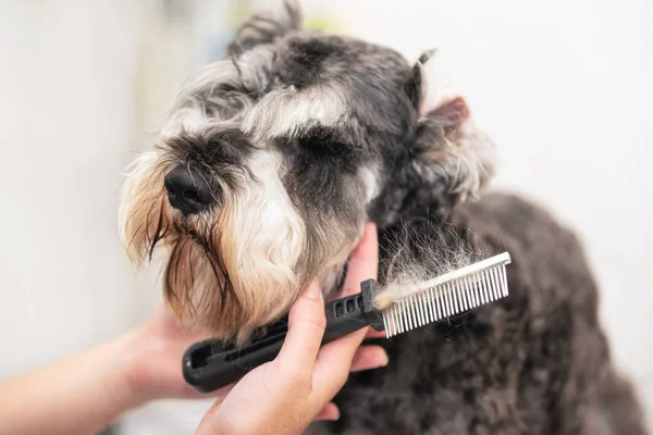 Peluquero profesional peinando el pelo de perros schnauzer con un peine . —  Fotos de Stock