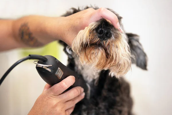 Female groomer trimming dog hair with clipper. Woman working in pet shop. Groomer trimming dog hair with clipper.