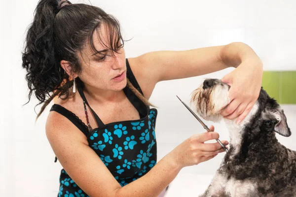 女性梳妆师，修剪施瑙泽狗毛与剪子. — 图库照片