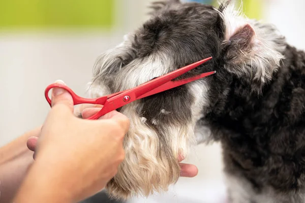 Schnauzer perro, cerca de conseguir su corte de pelo por tijeras en el salón de peluquería . Fotos De Stock Sin Royalties Gratis