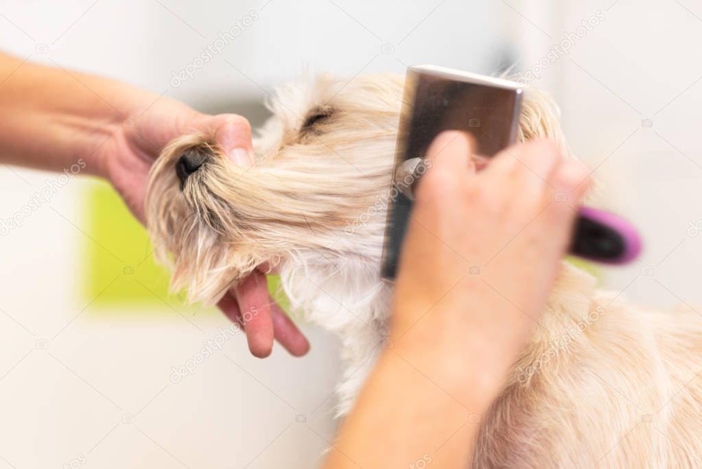 Professional groomer combing the dogs hair with a comb.