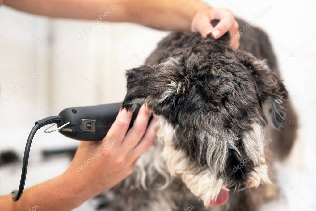 Female groomer, trimming schnauzer dog hair with clipper.
