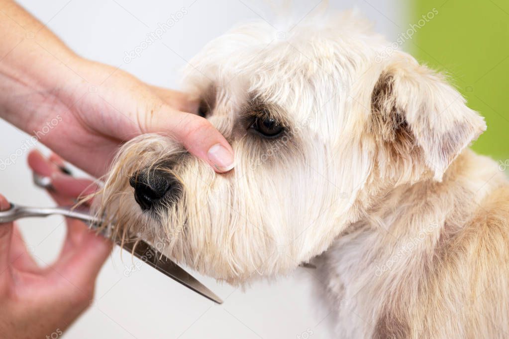 Beautiful dog, close up getting his hair cut by scissors at the groomer salon.