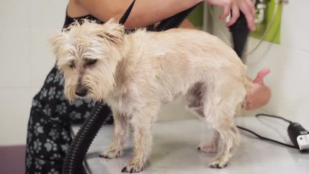Уход за собаками. Pet Groomer Сушка влажная собака волосы с сушилкой. Медленное движение в салоне красоты животных . — стоковое видео
