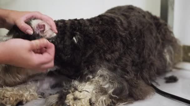 Жіночий грумер обрізає собаче волосся за допомогою затискача. Жінка працює в зоомагазині. Грумер обрізка собачого волосся з застібкою . — стокове відео