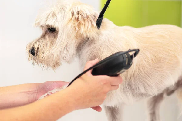 Maschio toelettatore taglio peli di cane con clipper. Donna che lavora in un negozio di animali. Groomer taglio peli di cane con clipper . — Foto Stock