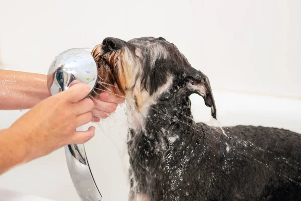 Peluquero profesional para mascotas lavando perro con champú en salón de peluquería para mascotas. De cerca. . — Foto de Stock