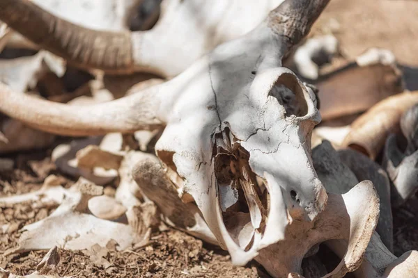 Skulls and bones Of Dead Animals In The Far West.