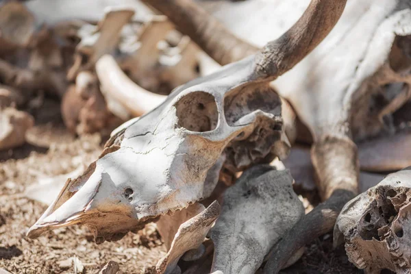 Schädel und Knochen toter Tiere im fernen Westen. — Stockfoto