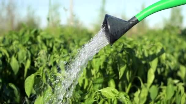 Riego de huerta con agua de una regadera. Imágenes en cámara lenta . — Vídeo de stock