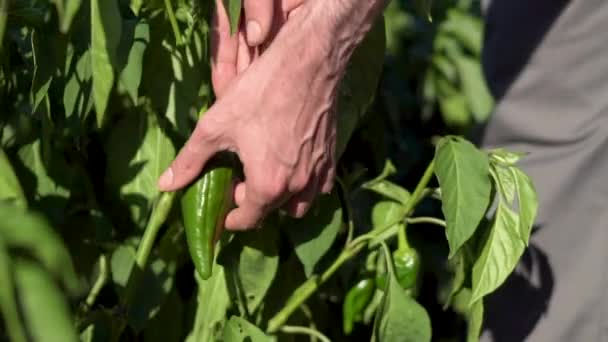 Mano di un contadino che raccoglie un peperone verde biologico dalla pianta durante una giornata di sole . — Video Stock