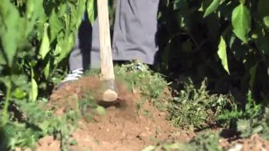 Sebze Bahçe toprak karık arası çapa adam. 