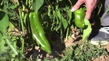 Güneşli bir günde bitkiden organik yeşil biber toplayan bir çiftçinin eli. 