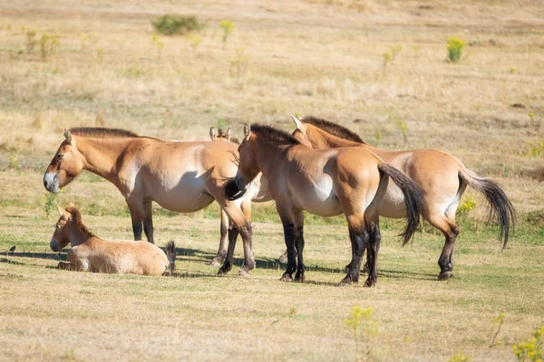 Equus ferus przewalskii, belos cavalos selvagens em habitat natural . — Fotografia de Stock
