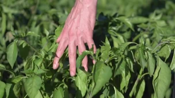 Movimiento lento de la mano del agricultor de cerca suavemente tocar las plantas jóvenes de pimiento verde . — Vídeos de Stock