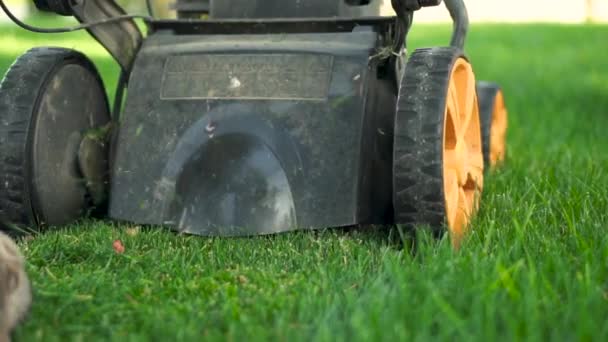 Cortacésped cortando la hierba. Actividad de jardinería . — Vídeo de stock