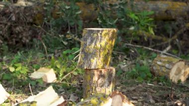 Ahşap ve kesme yakacak odun eski baltayla yarma oduncu. ağır çekim.