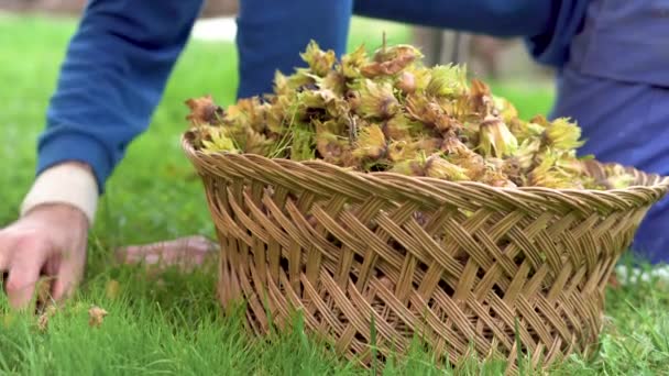 Ruka farmáře sbírajícího lískové oříšky. Sklizeň lískových ořechů. sbírání lískových oříšků v košíku. — Stock video
