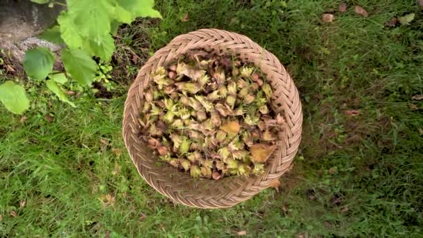 Mão do agricultor a apanhar avelãs. Colheita de avelãs. colhendo avelãs em uma cesta . — Vídeo de Stock