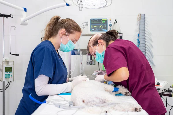 Woman veterinarian dentist doing procedure of professional teeth cleaning dog in a veterinary clinic. Anesthetized dog in operation table. Pet healthcare concept. — Stock Photo, Image