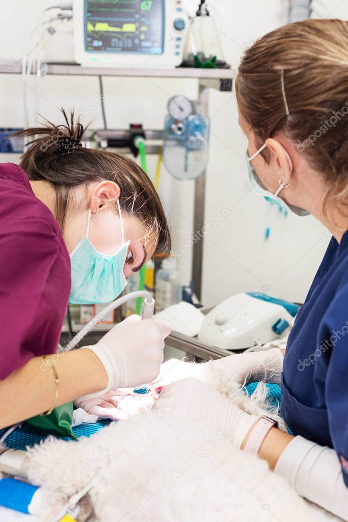 Mujer dentista veterinario haciendo procedimiento de limpieza dental