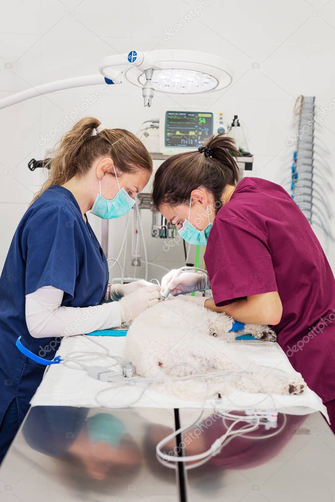 Mujer dentista veterinario haciendo procedimiento de limpieza dental