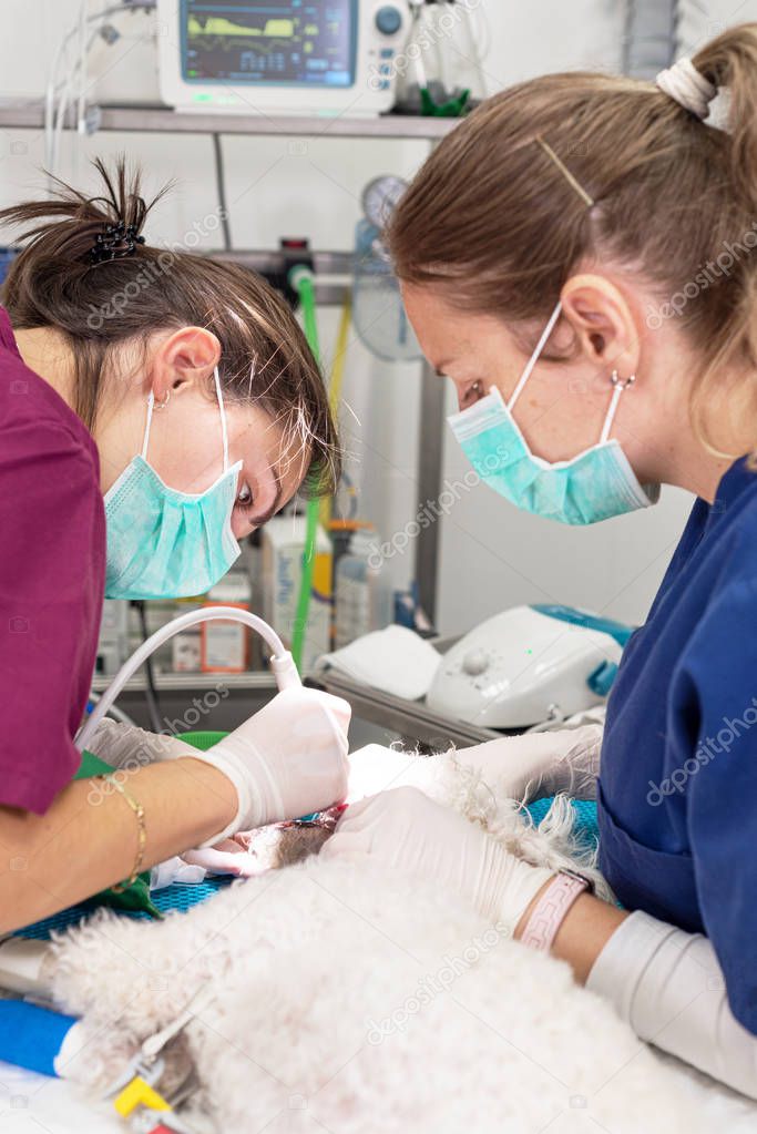 Mujer dentista veterinario haciendo procedimiento de limpieza dental