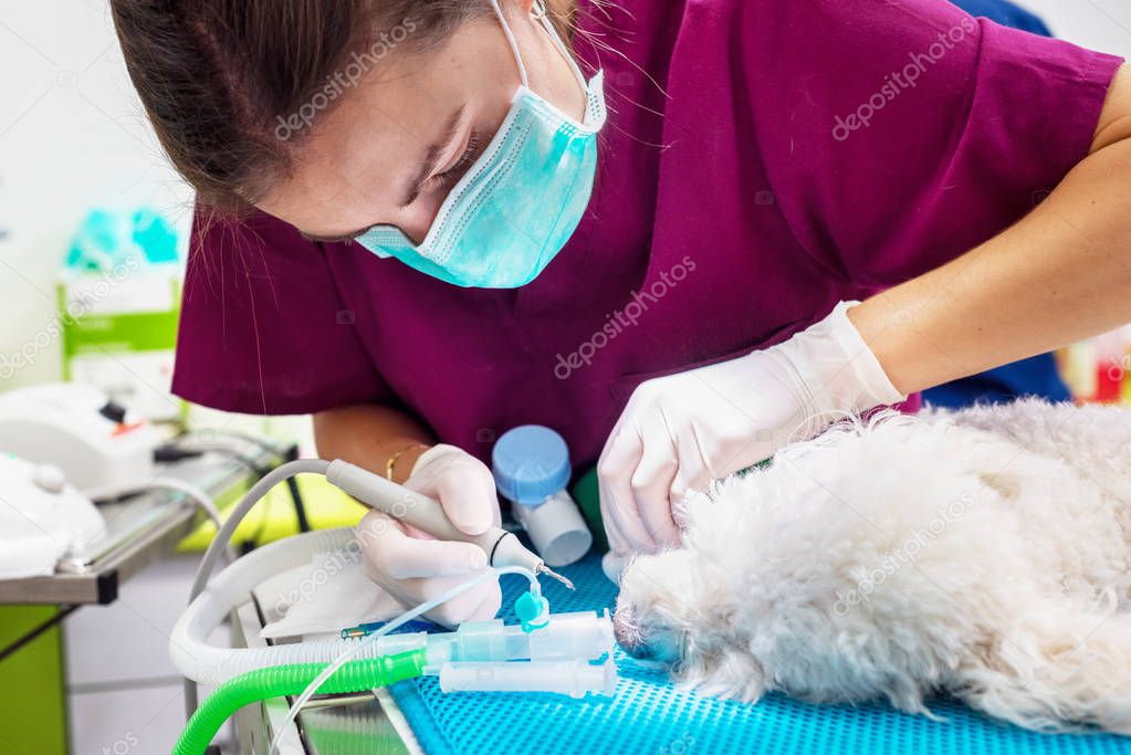 Mujer dentista veterinario haciendo procedimiento de limpieza dental