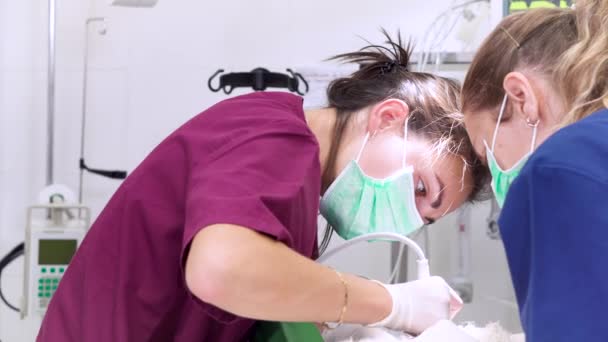 Mulher dentista veterinário fazendo procedimento de dentes profissionais cão de limpeza em uma clínica veterinária. Cão anestesiado na mesa de operação. Conceito de cuidados de saúde . — Vídeo de Stock