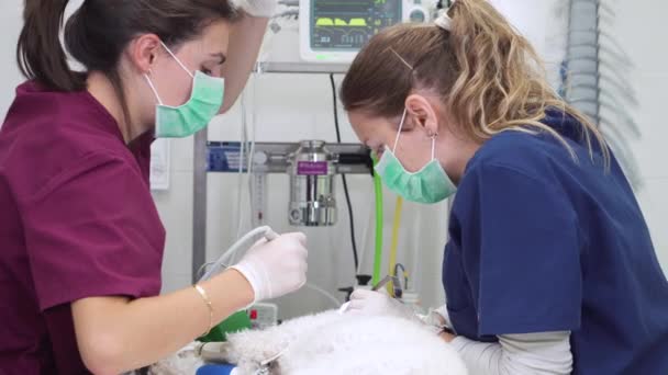 Woman veterinarian dentist doing procedure of professional teeth cleaning dog in a veterinary clinic. Anesthetized dog in operation table. Pet healthcare concept. — Stock Video